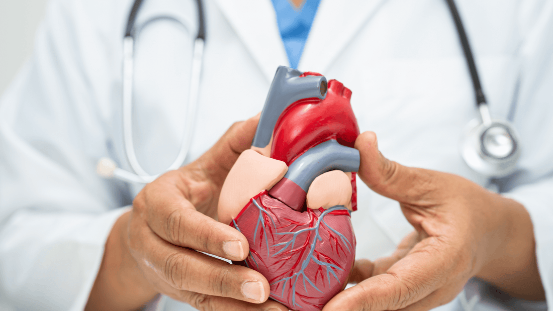 A doctor holding a human heart model to explain how vitamin D3 deficiency can impact cardiovascular health.