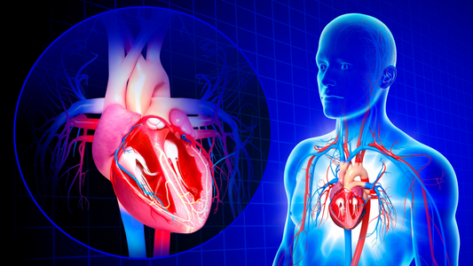 Does Nattokinase Remove Plaque from Arteries? A Scientific Review