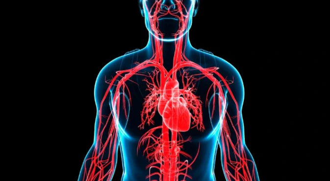 Digital illustration of the human cardiovascular system showing arteries and the heart, highlighting the importance of unclogging arteries for heart health.