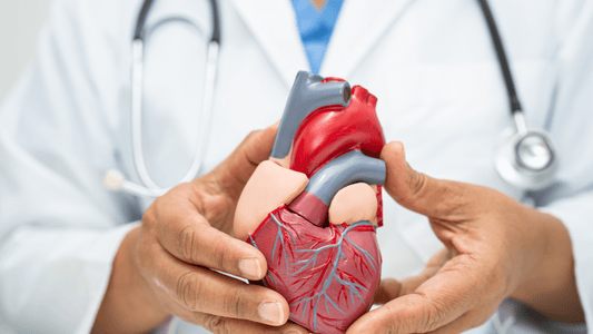A doctor holding a human heart model to explain how vitamin D3 deficiency can impact cardiovascular health.