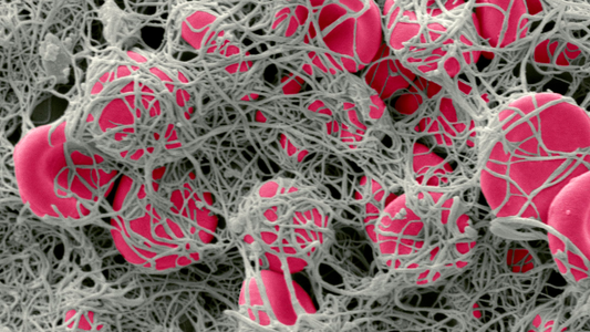 What Is Fibrin, and Why Does It Matter for Healthy Circulation?