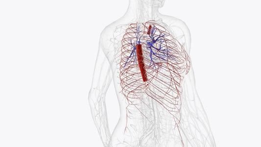 Detailed anatomical visualization of the thoracic arteries and pulmonary circulation, showing how Serrapeptase for Blood Clots may support vascular health and reduce blockages.