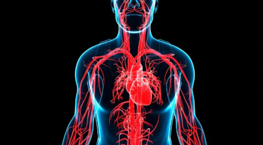 Digital illustration of the human cardiovascular system showing arteries and the heart, highlighting the importance of unclogging arteries for heart health.